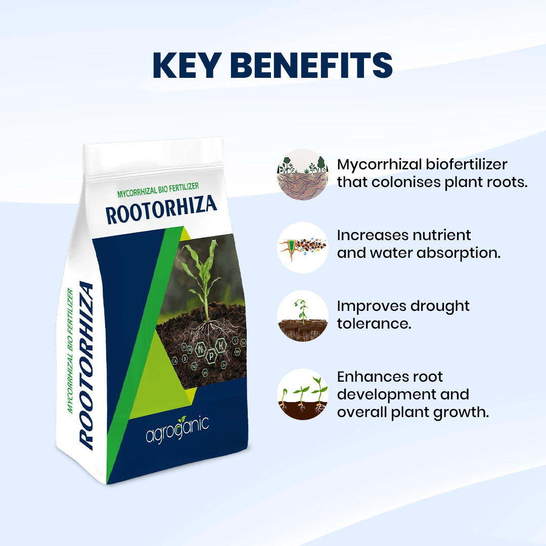 Rootorhiza - Image 5