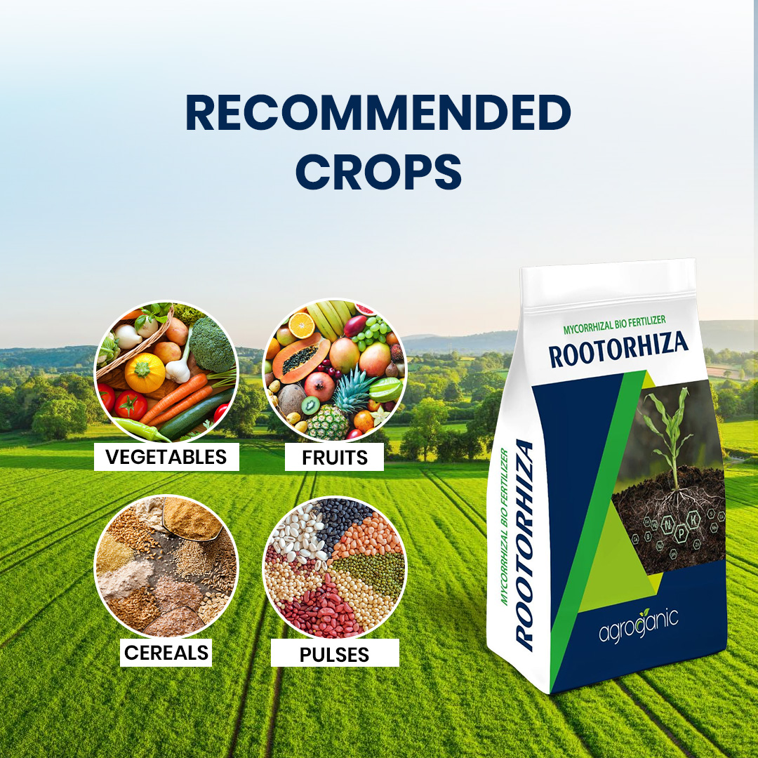Rootorhiza - Image 2